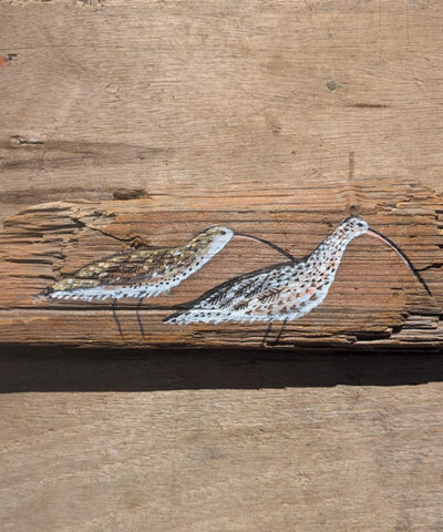 Moving On. A pair of Curlews. Welsh driftwood