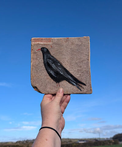 Alternative view of Beatrix the Chough. Sussex driftwood