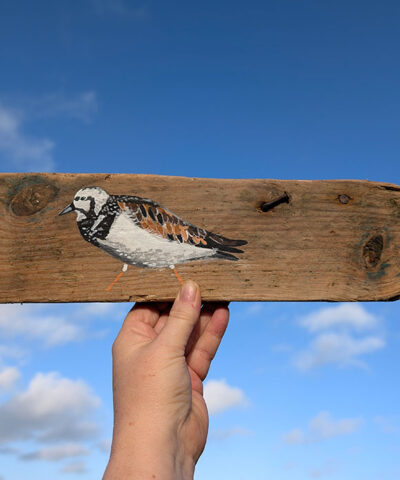 Alternative view of Edgar the Turnstone. Welsh driftwood