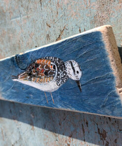 Focus. Turnstone painting on Welsh driftwood