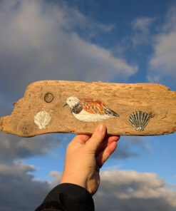 Jeremy was an avid collector of shells. Turnstone painting on Welsh driftwood