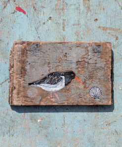 The Oystercatcher and the Scallop