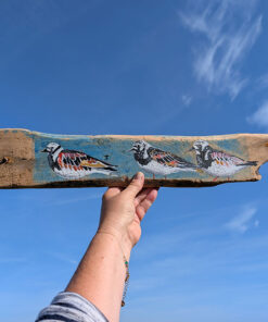 The Three Amigoes. Turnstone painting on Sussex driftwood